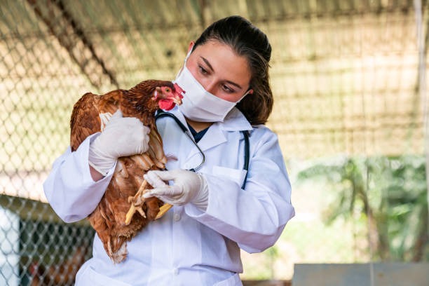 The Vital Role of Poultry Health Management and Amprolium for Chickens