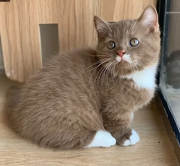 golden chinchilla cat