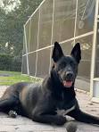 What Health Issues Affect German Shepherd Black Dogs?