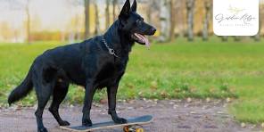 german shepherd black